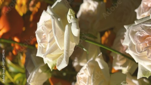 Close-up white roses under morning sunlight in the garden, vertical footage of flower white roses, blurred background with colorful flowers.