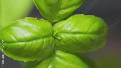 Fresh Green Basil Leaves Close-Up on Dark Background, Zoom Out Shot