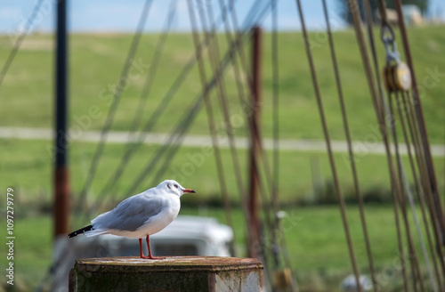 Lachmöwe (Larus ridibundus) photo