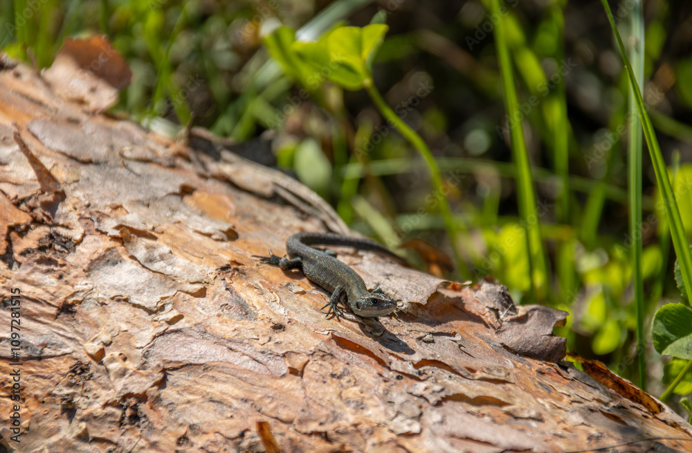 Fototapeta premium lizard on the tree