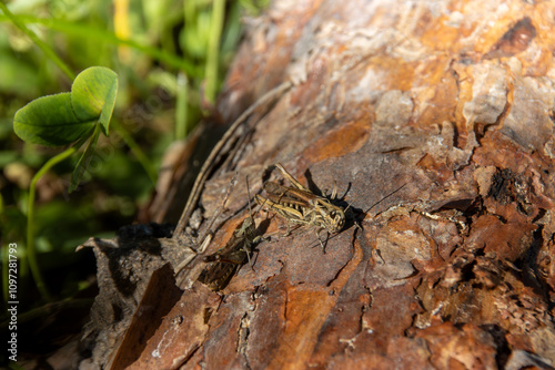 lizard on the tree