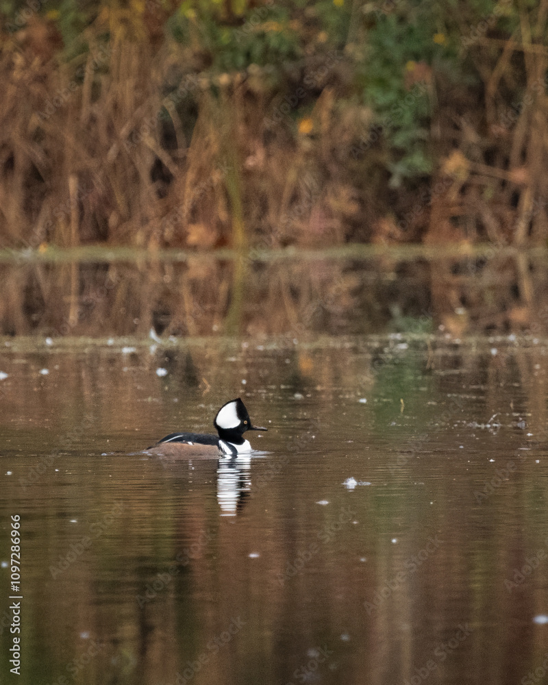 A male Hooded Merganser swims on a pond during autumn. He is reflected in the water along with the surrounding foliage. A male Hooded Merganser swims on a pond during autumn. He is reflected in the water along with the surrounding foliage.