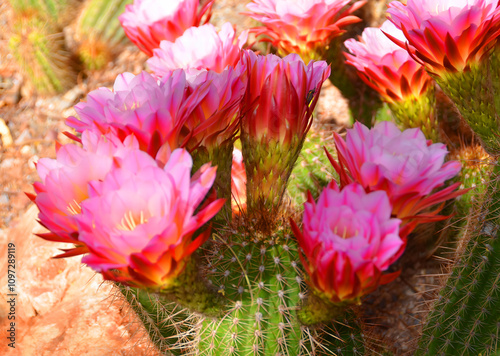 Echinopsis is a large genus of cacti native to South America, sometimes known as hedgehog cactus, sea-urchin cactus or Easter lily cactus.  photo