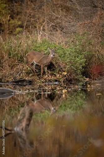 A white-tailed deer doe stands near a pond during autumn. She is reflected in the water.