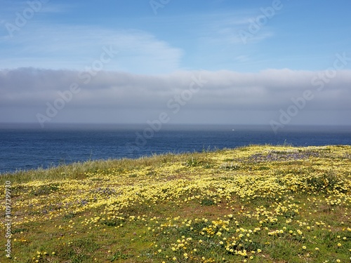 Wildflower Bloom by the Ocean