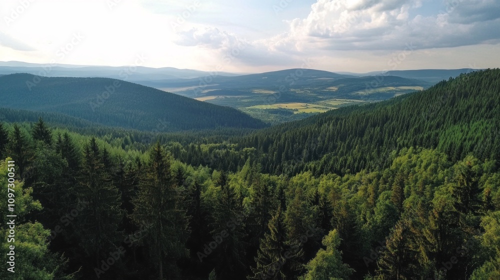 Fototapeta premium A lush green forest with a beautiful view of the mountains in the background. The trees are tall and dense, creating a serene and peaceful atmosphere