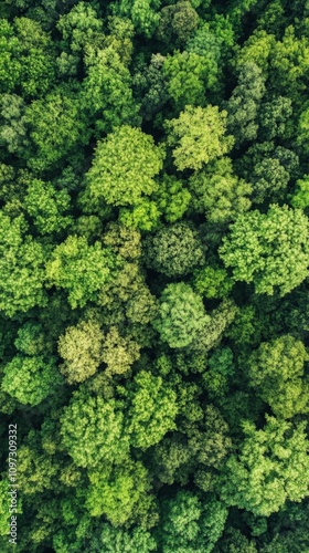 Lush Green Canopy: Aerial View of Vibrant Forests in Spring