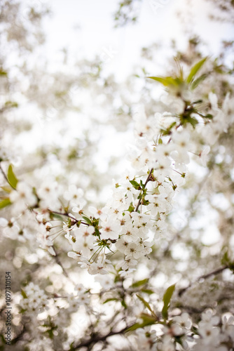 Cherry blossoms hanging from the branches