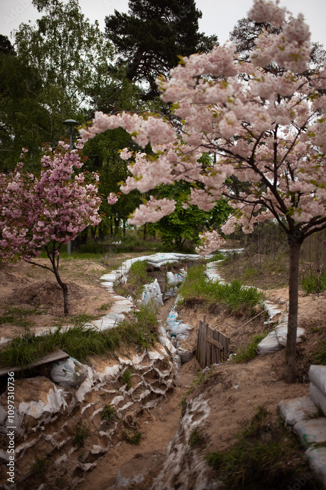 Trench and tank hedgehogs are lying around in the park with blooming pink with cherry blossom trees. russian war in Ukraine Trench and tank hedgehogs are lying around in the park with blooming pink with cherry blossom trees. russian war in Ukraine