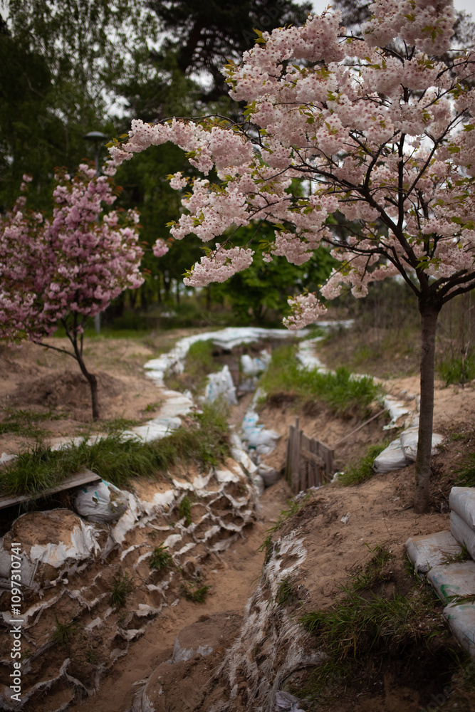 Trench and tank hedgehogs are lying around in the park with blooming pink with cherry blossom trees. russian war in Ukraine Trench and tank hedgehogs are lying around in the park with blooming pink with cherry blossom trees. russian war in Ukraine