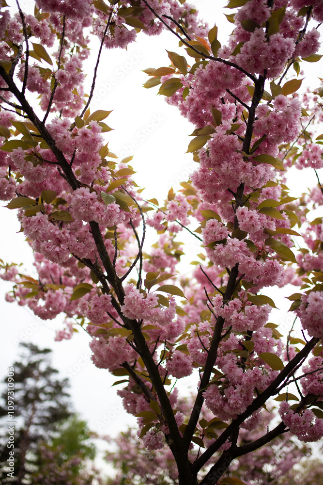 Cherry Blossom in spring with Soft focus, Sakura season in korea Cherry Blossom in spring with Soft focus, Sakura season in korea