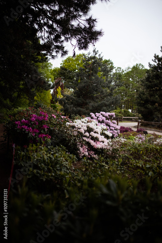 Beautiful Garden with blooming trees and azalea bushes during spring time. Rhododendron