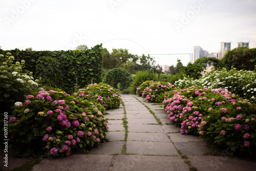 Many bushes of pink hydrangea lined by th path in a botanical garden
