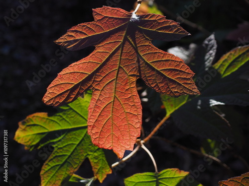 sunlit leaf details in autumn