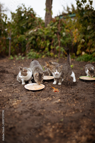 Group of stray homeless cats on the cold autumn outdoors eat food