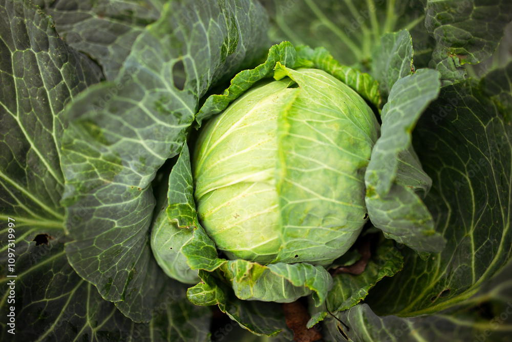 Fototapeta premium Green cabbage growing in field, closeup view