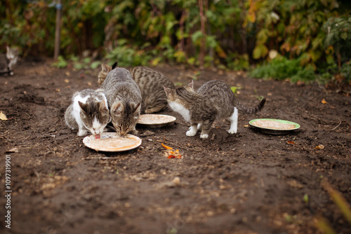 Group of stray homeless cats on the cold autumn outdoors eat food