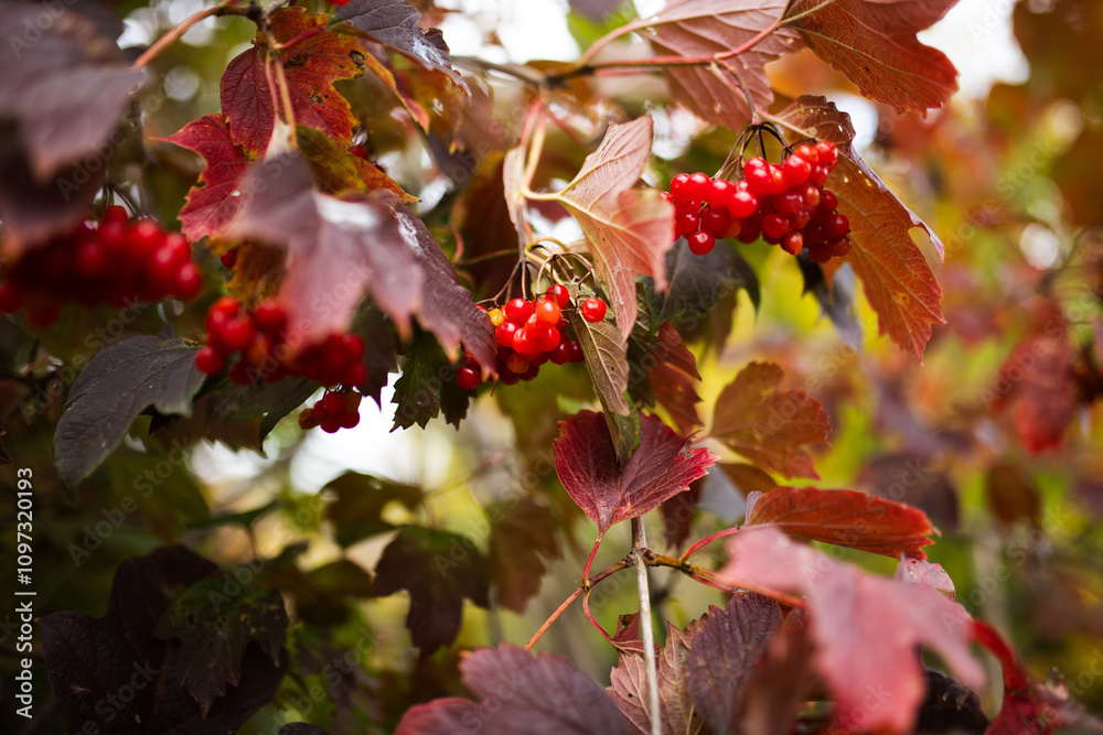 Fototapeta premium Bright red guelder rose berries and red leaves of Viburnum opulus from high angle view