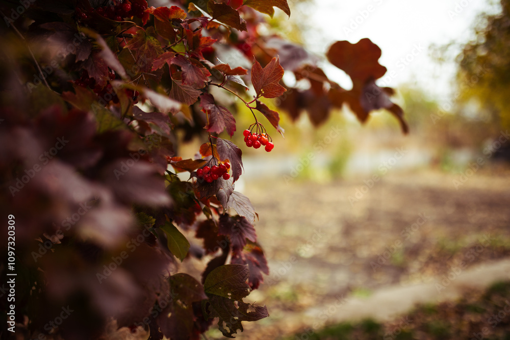 Bright red guelder rose berries and red leaves of Viburnum opulus from high angle view Bright red guelder rose berries and red leaves of Viburnum opulus from high angle view