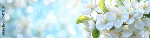 A serene image of white flowers against a soft blue background, evoking tranquility.