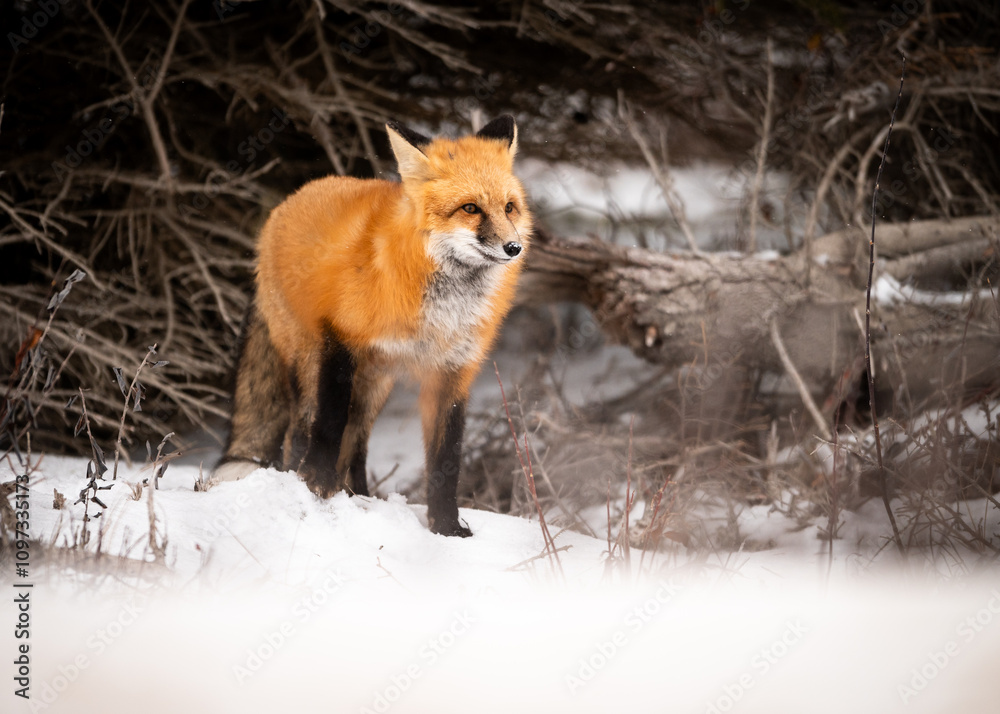 Naklejka premium Red Fox Portrait in Snow