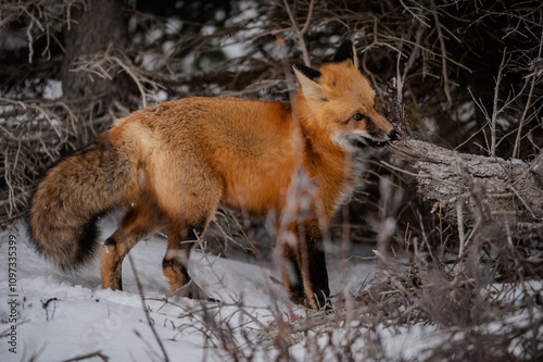 Red Fox Portrait in Snow