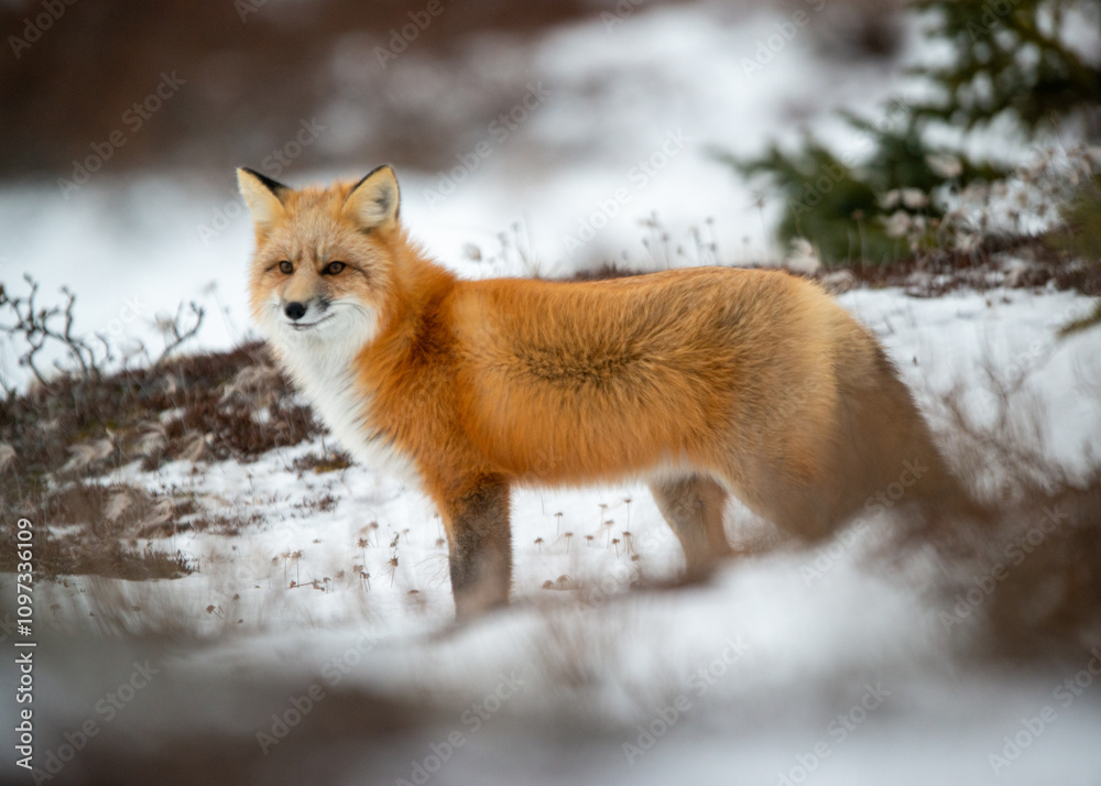 Red Fox in Snow Red Fox in Snow