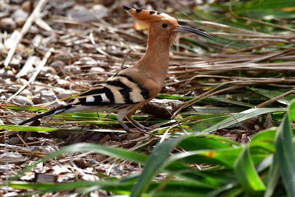 ABUBILLA