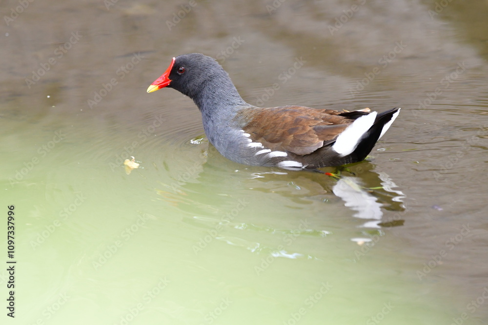 GALLINETA COMÚN
