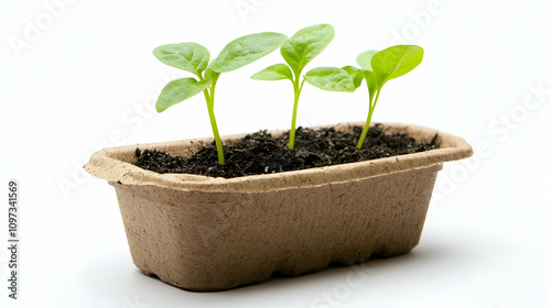 Three young seedlings sprouting from rich soil in a biodegradable planter.