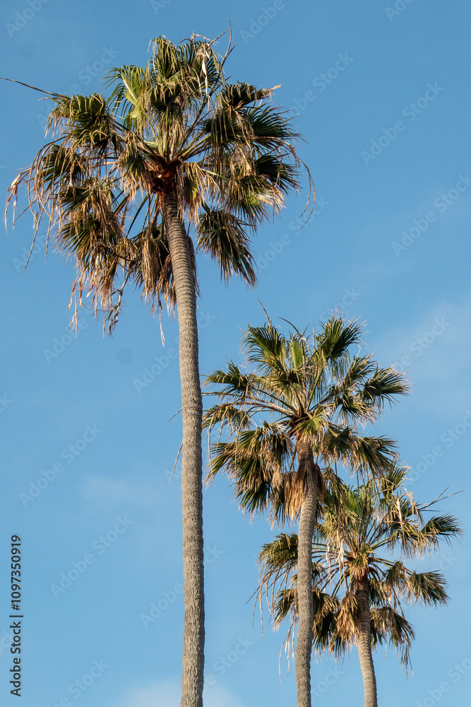 Fototapeta premium Washingtonia palm, a tree with a tropical appearance that can reach up to 100 feet tall.