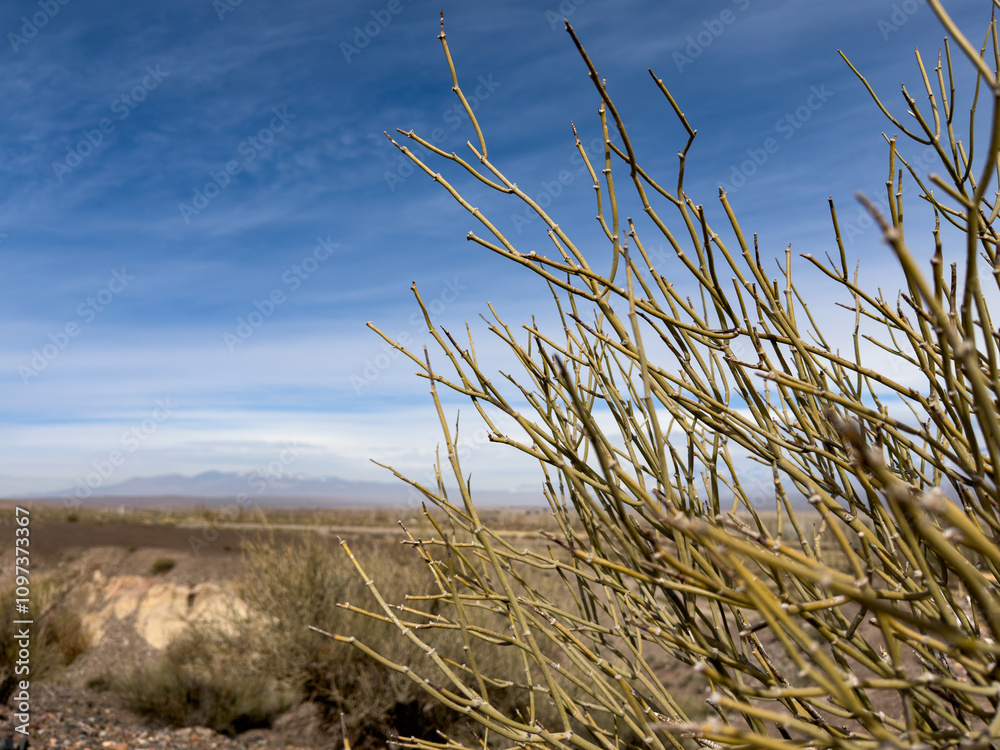 Fototapeta premium Paisaje rural