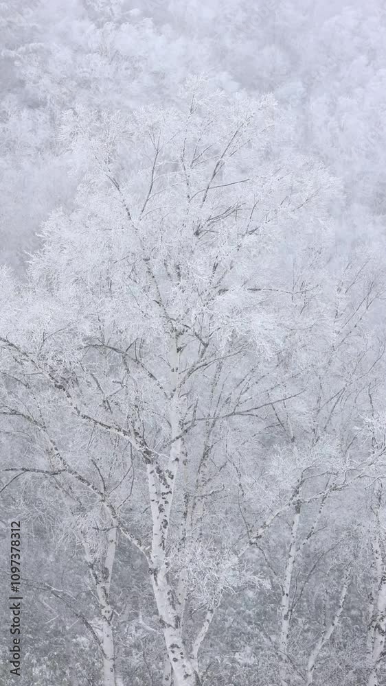 vertical video of frost and snow covered trees in winter, snow falling in forest vertical video of frost and snow covered trees in winter, snow falling in forest