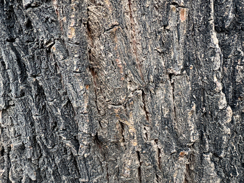 Textura de corteza de árbol photo