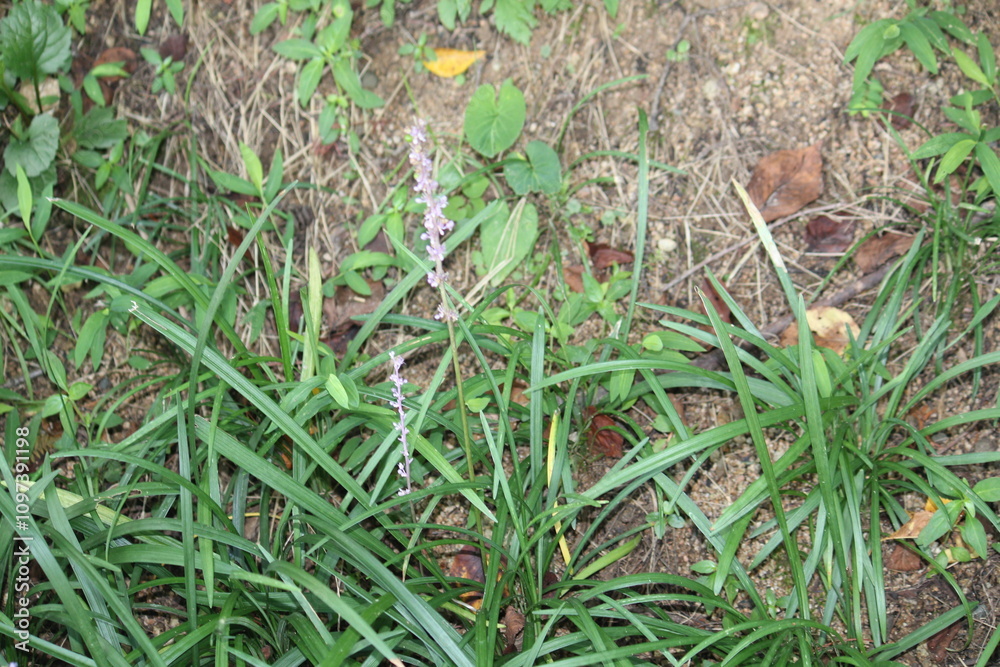 Image of Ophiopogon japonicus blooming on the Daecheongcheon Stream trail Image of Ophiopogon japonicus blooming on the Daecheongcheon Stream trail