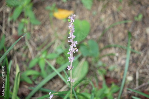 Image of Ophiopogon japonicus blooming on the Daecheongcheon Stream trail photo