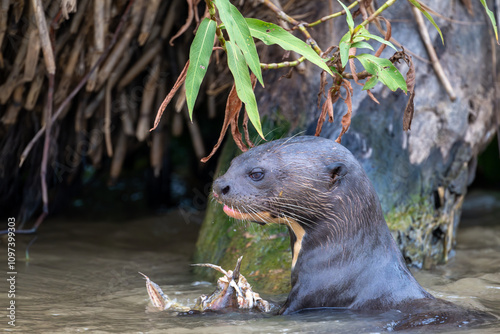 Giant Otter having breakfast