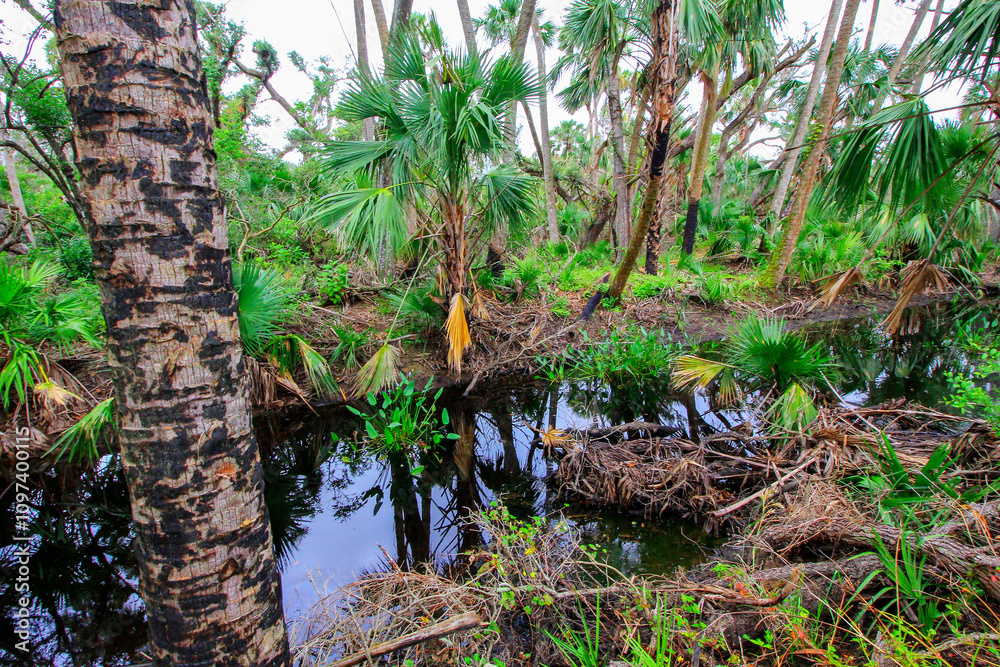 Obraz premium Kilpatrick Hammock, Kissimmee Prairie Preserve State Park, Florida