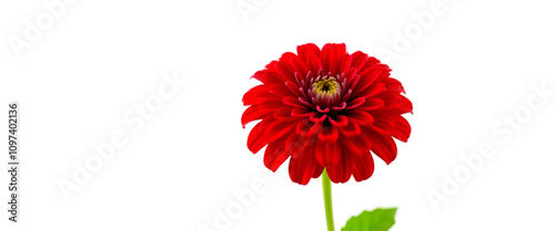 red dahlia flower isolated on white