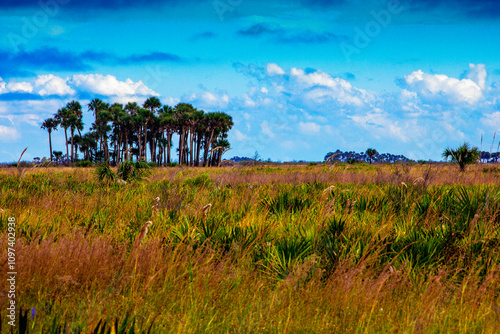 Kissimmee Prairie Preserve State Park, Florida photo