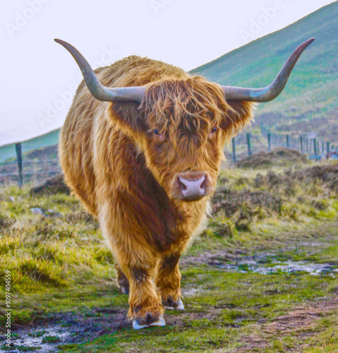 фотографія highland coo with horns in scotland in the hills with white sky and rural scener