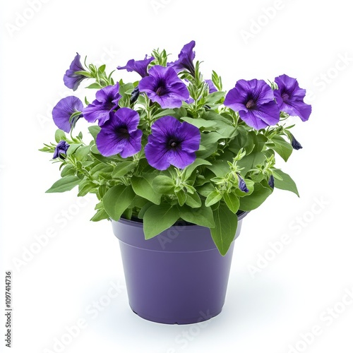 Vibrant purple petunia plant in pot, showcasing lush green leaves