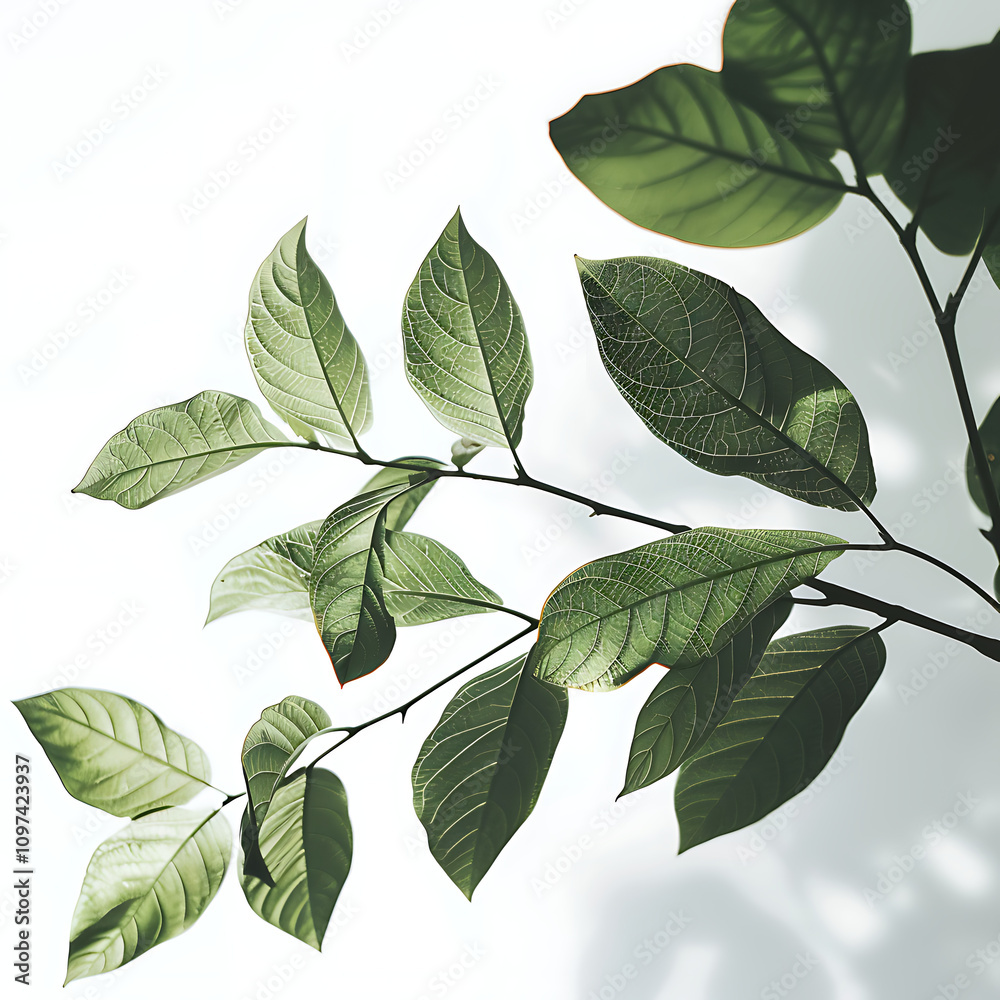 Delicate Green Leaves with Intricate Veins Casting Shadows Against a Bright White Background, Showcasing the Beauty of Nature and Serenity in Minimalist Aesthetic Delicate Green Leaves with Intricate Veins Casting Shadows Against a Bright White Background, Showcasing the Beauty of Nature and Serenity in Minimalist Aesthetic