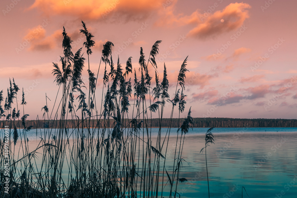 Fototapeta premium Common reeds flourishing on the shore of rybnik lake in poland. Under a colorful sunset sky with the moon appearing. Reflecting vibrant hues in the water