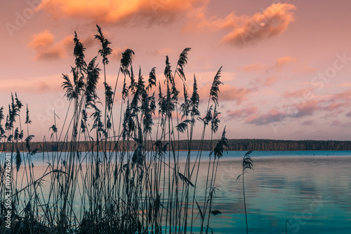 Common reeds flourishing on the shore of rybnik lake in poland. Under a colorful sunset sky with the moon appearing. Reflecting vibrant hues in the water photo