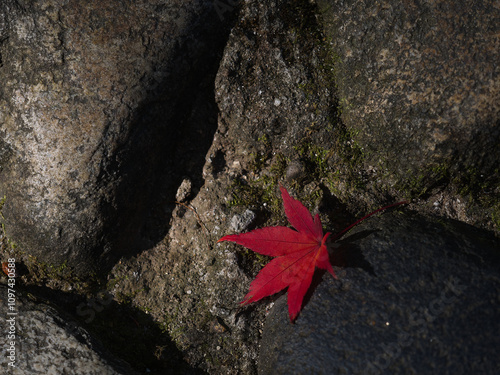 石畳に落ちた1枚の紅葉 photo