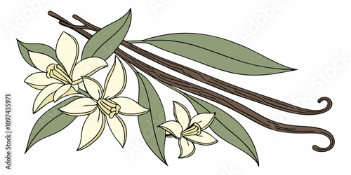 Vanilla flower and pods with leaves isolated on a white background.
