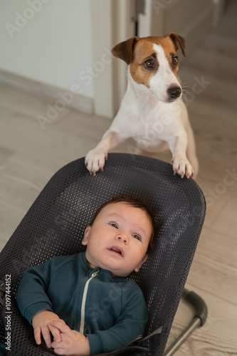 A dog rocks a cute three month old boy dressed in a blue onesie in a baby bouncer. Vertical photo.  photo