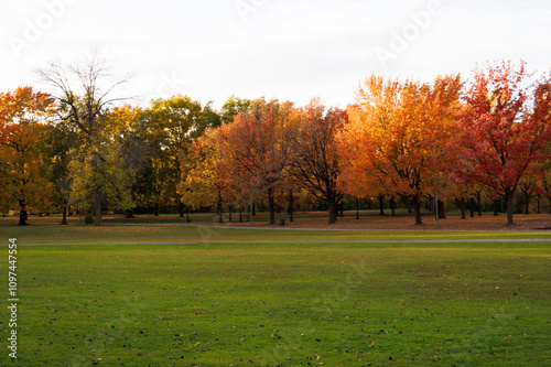 Fototapeta Naklejka Na Ścianę i Meble -  autumn trees in the park