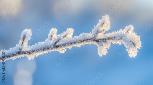 冬天树枝雾凇雪凇结冰雪景特写